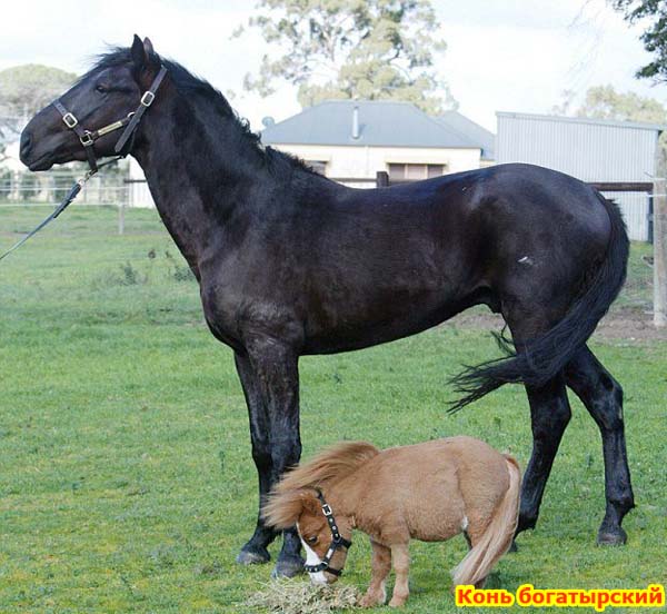Чудо-богатырский конь